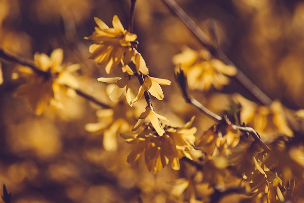 Enfoque selectivo. Fondo de otoño. Hierba y flores de otoño.