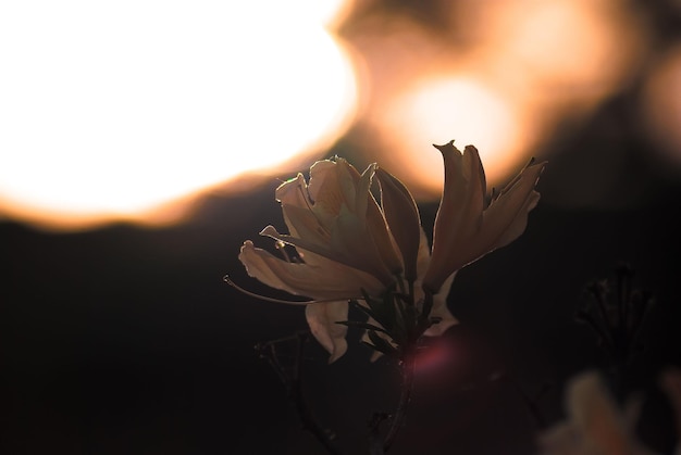 Enfoque selectivo. Fondo de otoño. Hierba y flores de otoño.