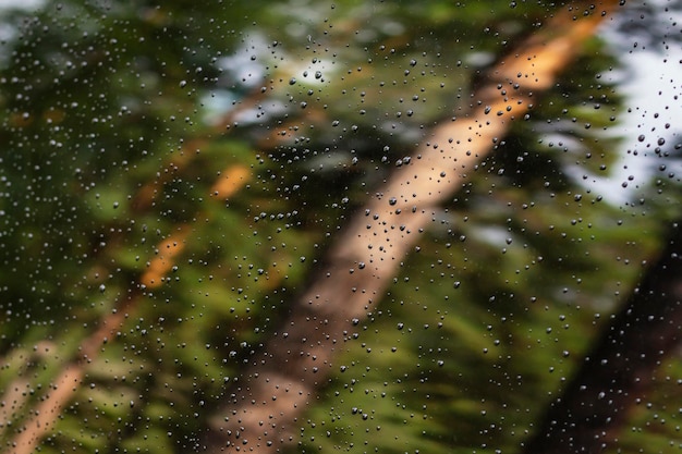 Enfoque selectivo de las gotas de agua en la ventana del vehículo con hojas verdes borrosas y troncos de pino en otoño