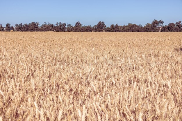 Enfoque selectivo del grano de oro listo para la cosecha que crece en el campo agrícola. Crisis global y aumento de precios.