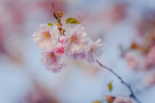Enfoque selectivo de la hermosa rama de flores de cerezo rosa en el árbol bajo el cielo azul