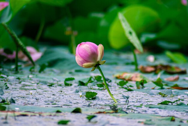 Foto enfoque selectivo. hermosas flores de loto.