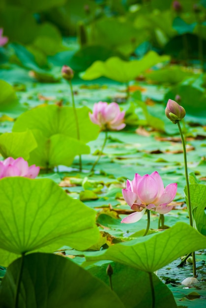 Foto enfoque selectivo. hermosas flores de loto.