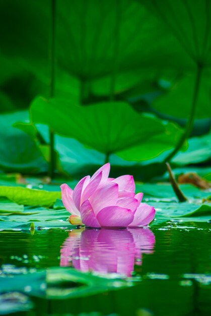 Foto enfoque selectivo. hermosas flores de loto.