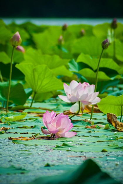 Foto enfoque selectivo. hermosas flores de loto.