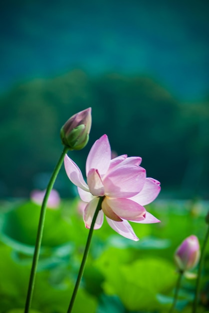 Foto enfoque selectivo. hermosas flores de loto.