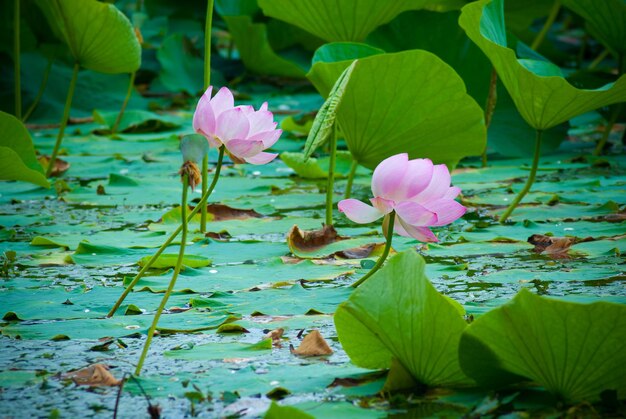 Foto enfoque selectivo. hermosas flores de loto.