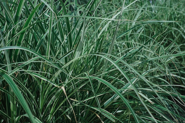 Enfoque selectivo de hierba de jardín Phalaris arundinacea o hierba canaria Follaje de hierba rayada con fondo de hojas verdes y blancas o salpicadura para banner de naturaleza