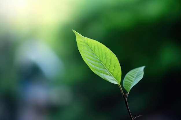 Enfoque selectivo en la hoja verde aislada en el fondo de la naturaleza borrosa