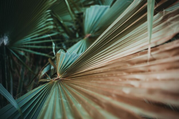 Enfoque selectivo de hojas de plantas tropicales.