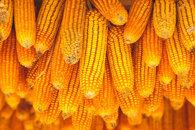 Enfoque selectivo en mazorcas de maíz amarillo secas maduras que cuelgan en el techo. fondo de la naturaleza