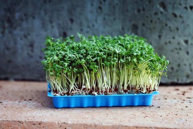 Enfoque selectivo Microgreens crecen en una bandeja Germinación de microgreens