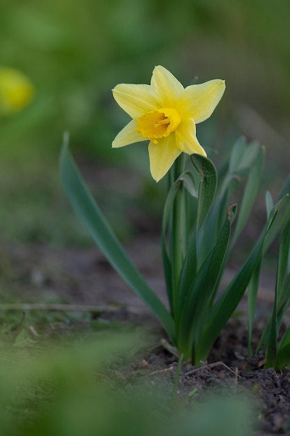 Enfoque selectivo de narciso Narciso amarillo sobre un fondo verde