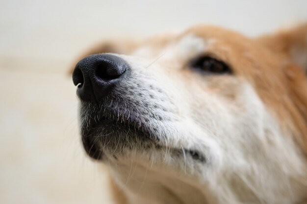 Enfoque selectivo en la nariz del perro