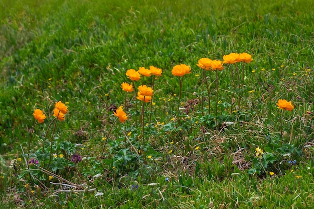 Enfoque selectivo Naturaleza de las montañas de Altai Grupo soleado de flores Trollius Asiaticus con espacio de copia en la vegetación Hermosas flores naranjas de flor de globo de cerca Meseta alpina verde