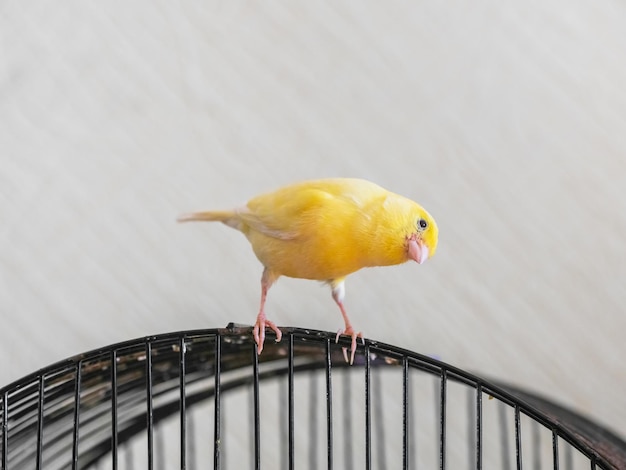 Enfoque selectivo Pájaro canario Curioso canario amarillo parece recto sentado en una jaula sobre un fondo claro Cría de pájaros cantores