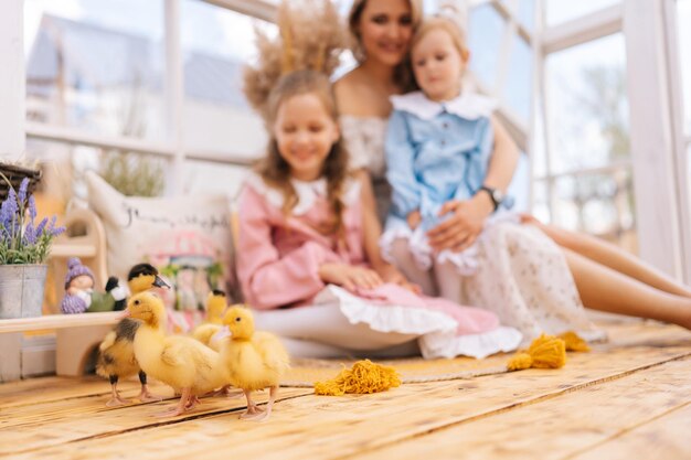 Enfoque selectivo de pequeños patitos amarillos lindos jugando caminando en el fondo de jóvenes felices