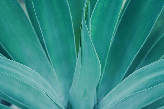 Foto enfoque selectivo de la planta de cactus deja textura de fondo tono azul