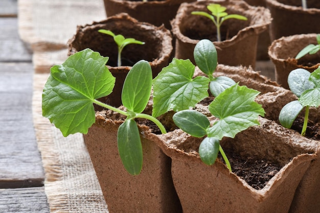 Enfoque selectivo Plántulas de pepino en macetas de cartón sobre una mesa de madera Jardinería y agricultura