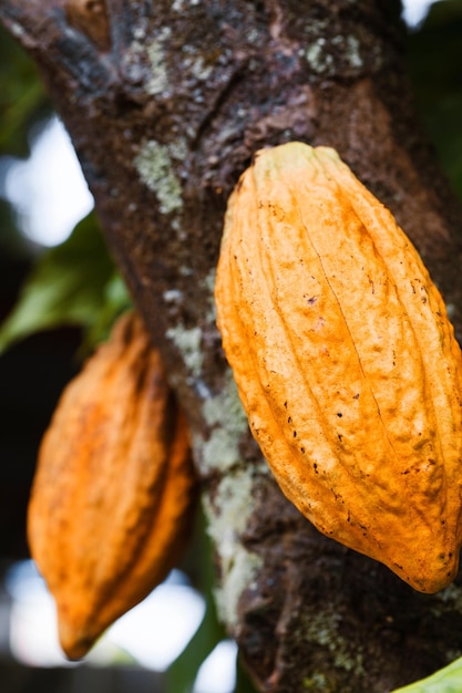 Foto enfoque selectivo a un postre de chocolate de granja de frutas de cacao maduras