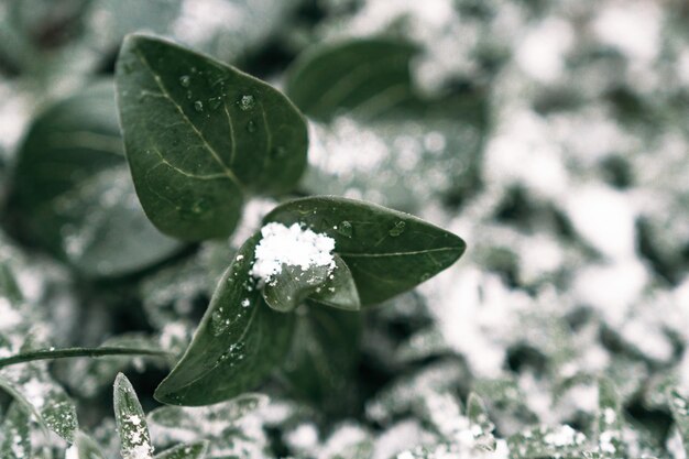 Enfoque selectivo Primera nieve en un campo congelado plantas finales de otoño primer plano Hermoso patrón de microcosmos congelado abstracto Clima helado Acción de escarcha en la naturaleza Telón de fondo floral