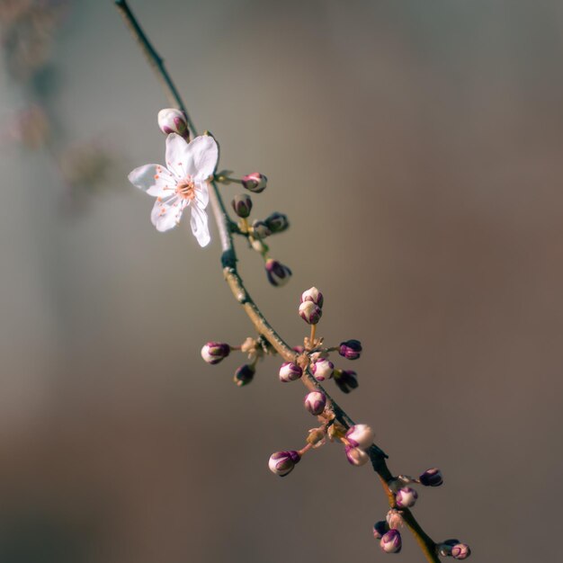 Enfoque selectivo de una rama floreciente de un cerezo con capullos y flores abiertas