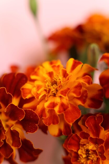 Enfoque selectivo rojo brillante y naranja Tagetes patula las flores de caléndula francesa