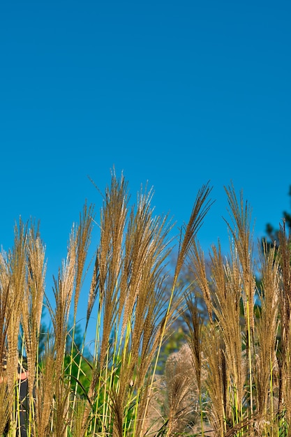 Enfoque selectivo en tallos verdes de cereales ornamentales en el jardín contra el cielo azul. Día soleado.