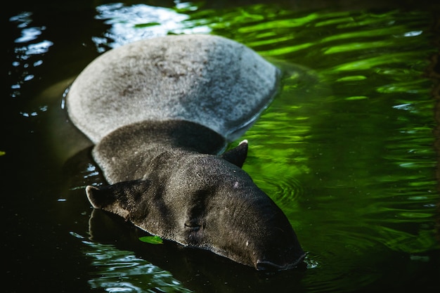 Foto enfoque selectivo tapir nadando en el agua