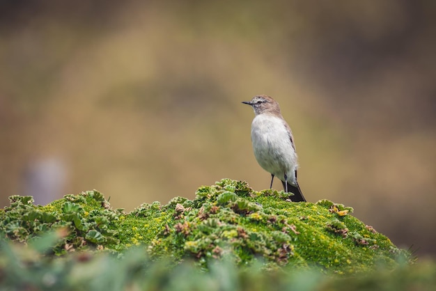 Enfoque selectivo de un tirano de tierra de cejas blancas posado sobre una roca