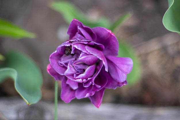 Enfoque selectivo de un tulipán morado en el jardín con hojas verdes Fondo borroso Una flor