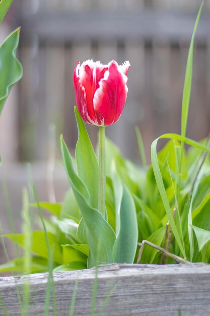 Enfoque selectivo de un tulipán rojo en el jardín con hojas verdes Fondo borroso Una flor