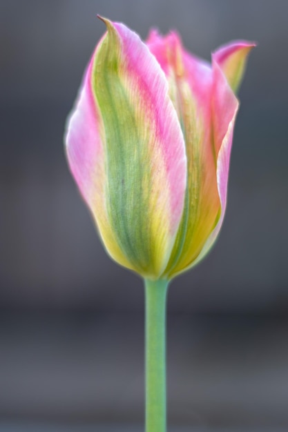 Enfoque selectivo de un tulipán rosa o lila en un jardín con hojas verdes fondo borroso una flor