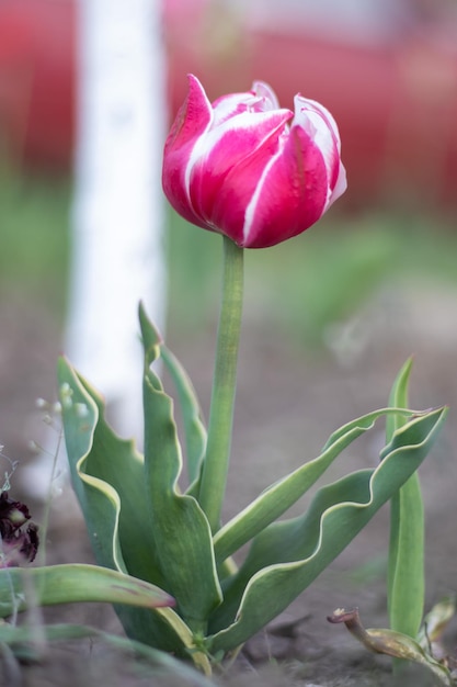 Enfoque selectivo de un tulipán rosa o lila en un jardín con hojas verdes fondo borroso una flor