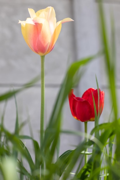 Enfoque selectivo Tulipanes en el jardín con hojas verdes en amarillo y rojo Fondo borroso Una flor que crece entre la hierba en un día cálido y soleado Fondo natural de primavera y Pascua con tulipán