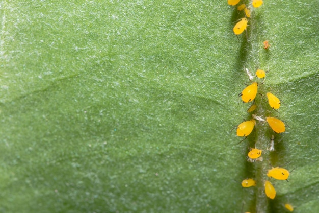 Foto enfoque suave de los áfidos macro pea