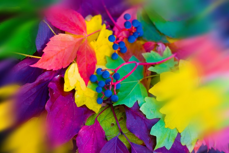 Foto enfoque suave, borroso, otoño de hojas coloridas, caída brillante