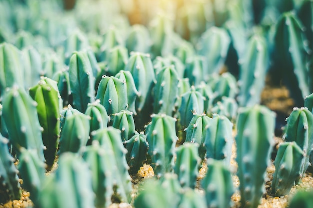 Enfoque suave Cactus verde cerca de cactus Bunny Ears o Opuntia Microdasys desenfoque de fondo