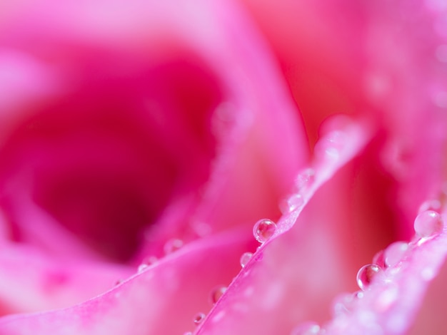 Enfoque suave de cerca hermoso fondo de flor color de rosa.