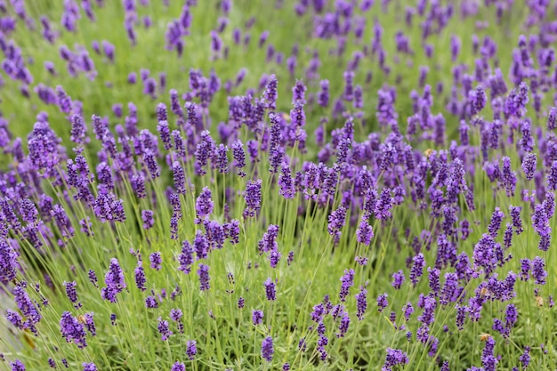 Enfoque suave en flor de lavanda