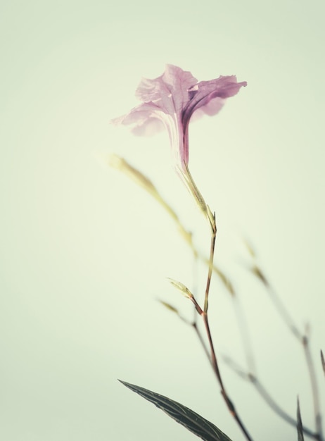 Enfoque suave de flor rosa y púrpura y tono vintage