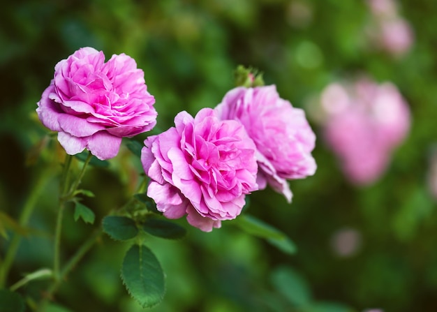 Enfoque suave de flores rosas para el verano en la temporada de otoño para el jardín con fondo borroso