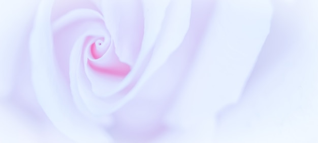 Enfoque suave fondo floral abstracto flor rosa púrpura flores macro telón de fondo para la marca de vacaciones