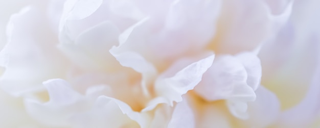 Enfoque suave fondo floral abstracto pétalos de flores de peonía blanca flores macro telón de fondo