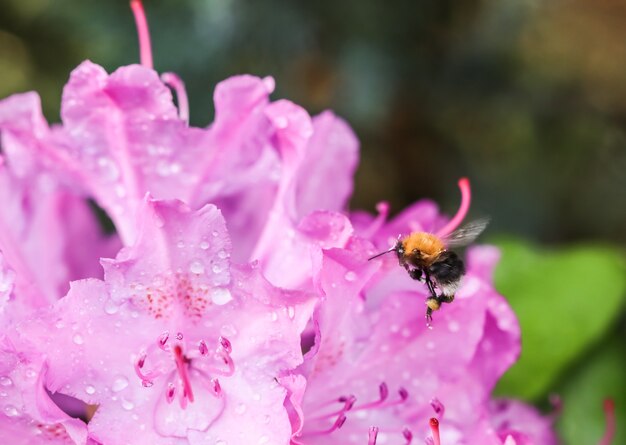 Enfoque suave fondo floral abstracto pétalos de flores de rododendro rosa con gotas de rocío y volando