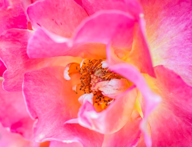 Enfoque suave fondo floral abstracto rosa amarillo flor rosa flores macro telón de fondo para vacaciones