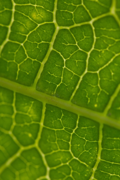 Foto enfoque suave de fondo verde deja textura