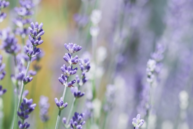 Enfoque suave en hermosas flores de lavanda en el jardín de verano