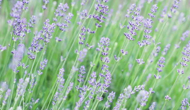 Enfoque suave en hermosas flores de lavanda en el jardín de verano