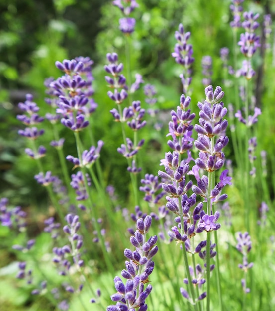 Enfoque suave en hermosas flores de lavanda en el jardín de verano